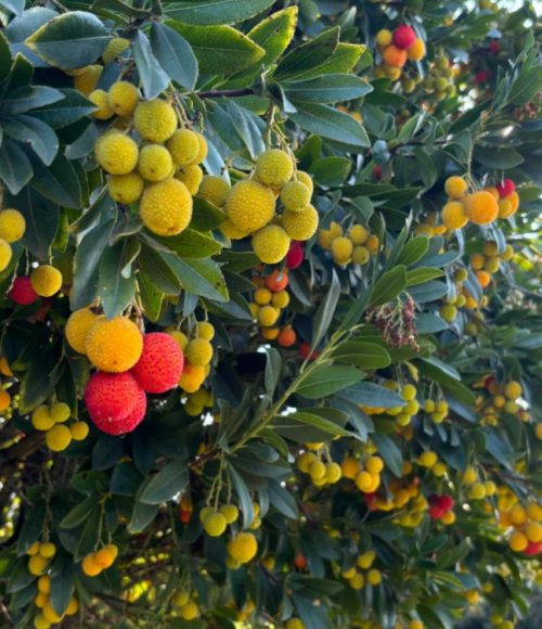 Arbutus unedo corbezzolo