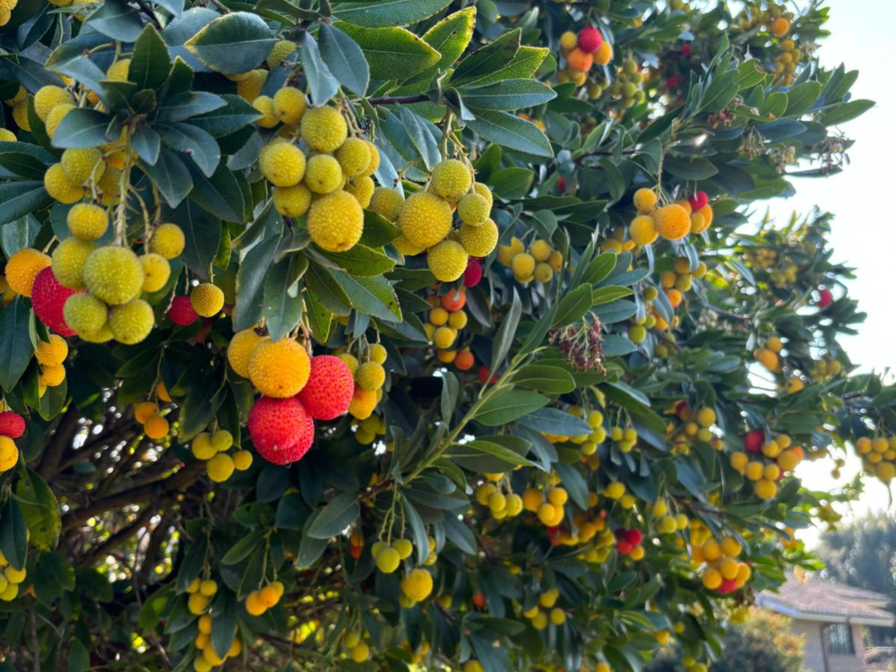 Arbutus unedo corbezzolo