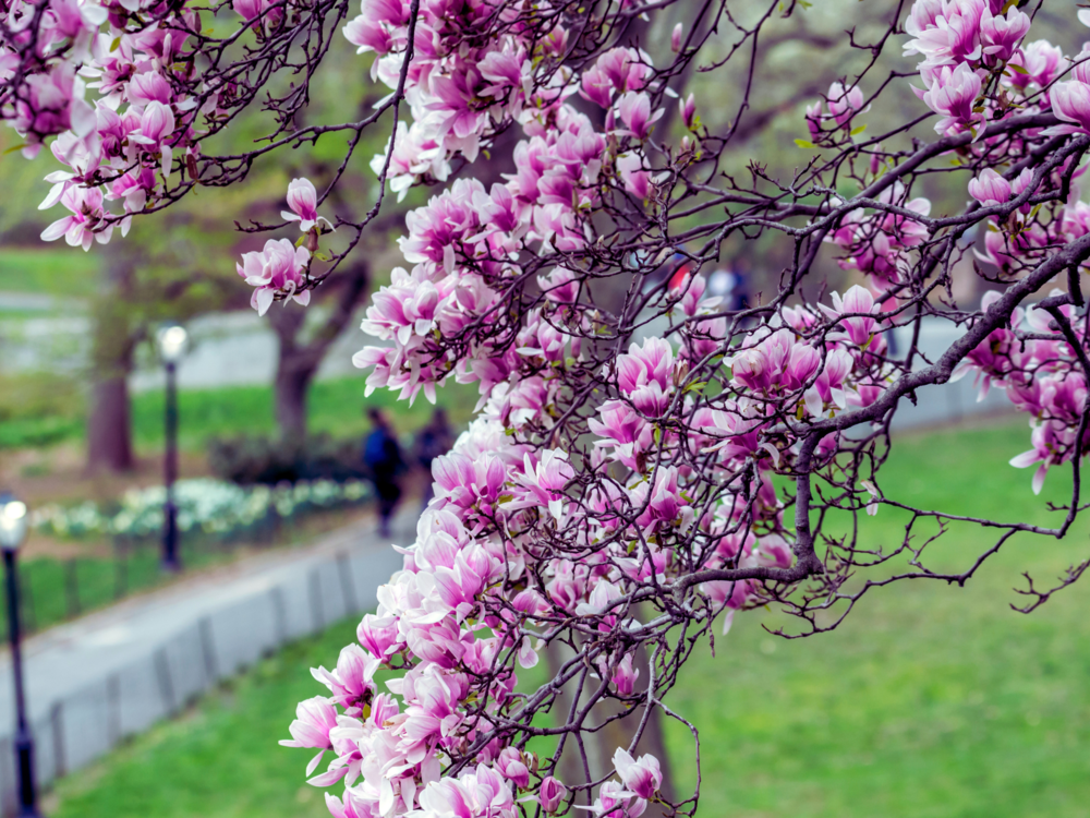 Magnolia Soulangeana