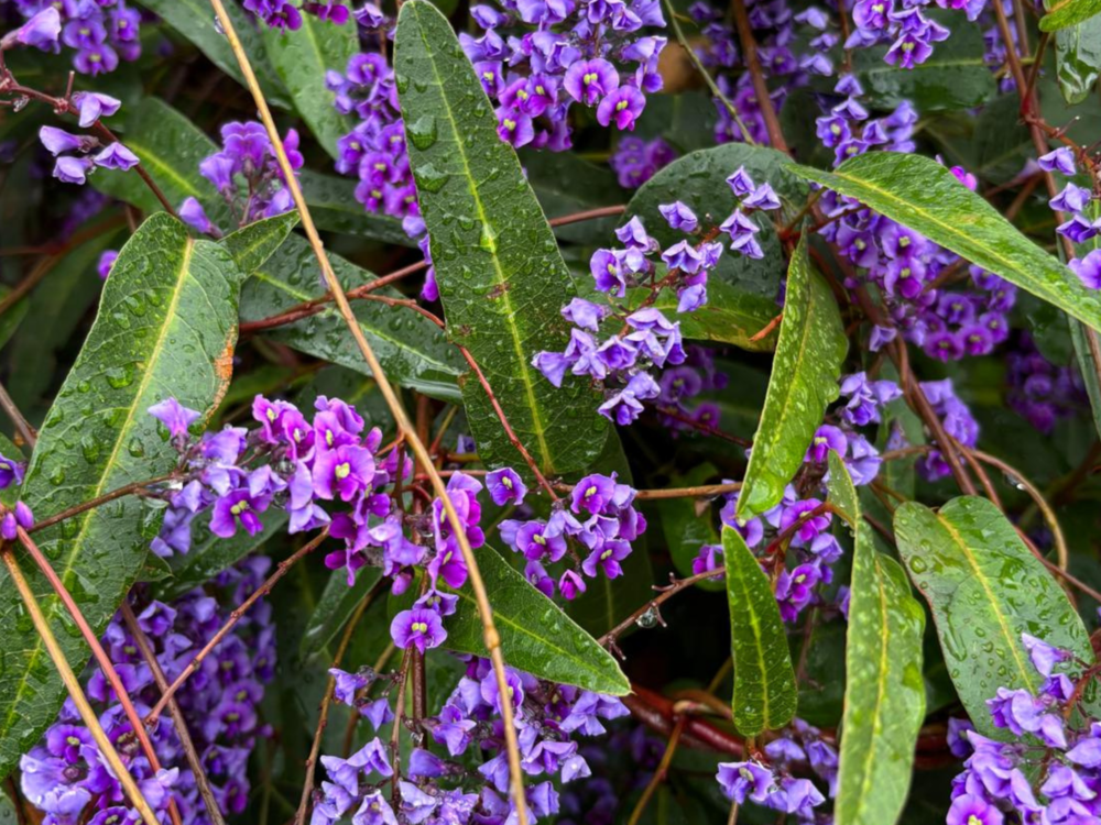 Hardenbergia violacea